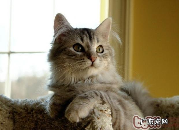 无齿幼猫的3个喂食办法