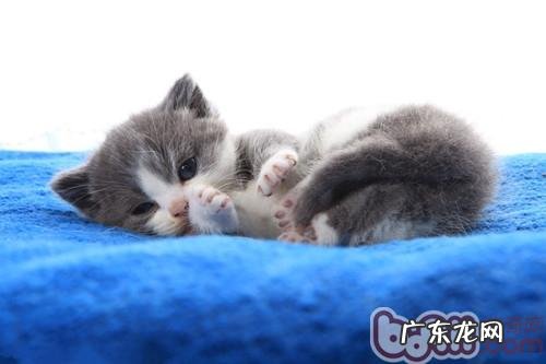 警觉家具对猫咪的损伤