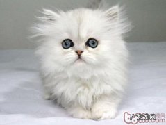 猫咪美毛从日常整理开端