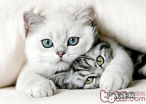 肝脏加胡萝卜,猫咪易患佝偻病