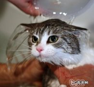 四步轻松给萌猫洗澡