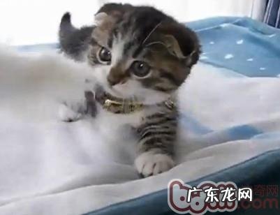 怎样让不想回家睡的猫咪回家