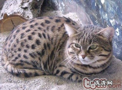 怎样为猫咪驱除臭味