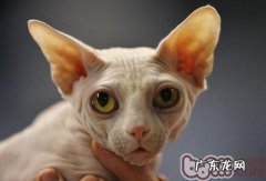 人猫同眠共枕好吗