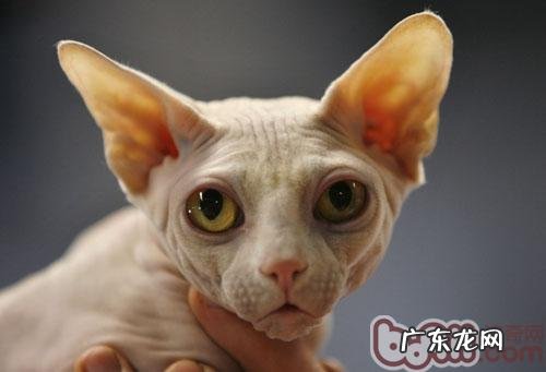 人猫同眠共枕好吗