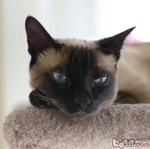 暹罗猫怎样抱才正确