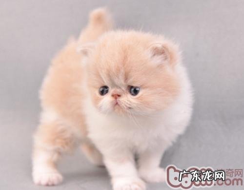 猫咪饮食不妥损健康 喂食需谨慎