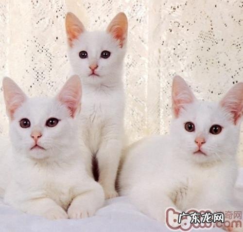 猫咪饮食不妥损健康 喂食需谨慎