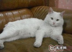 喂食幼猫很难吗