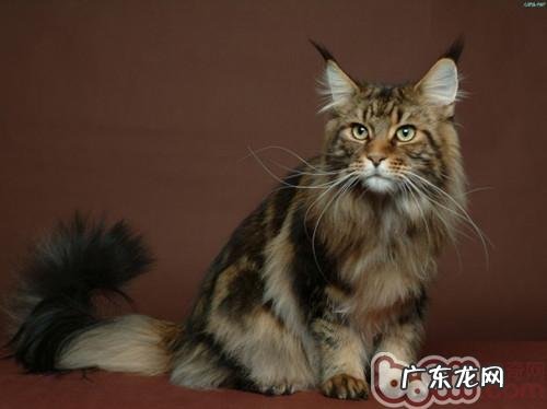 带猫咪坐火车要注意什么