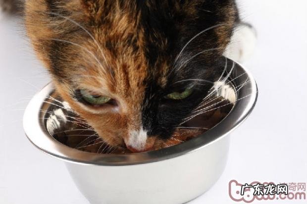 人类对猫咪的八个误解