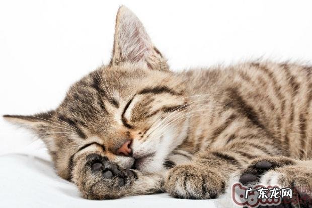 人类对猫咪的八个误解