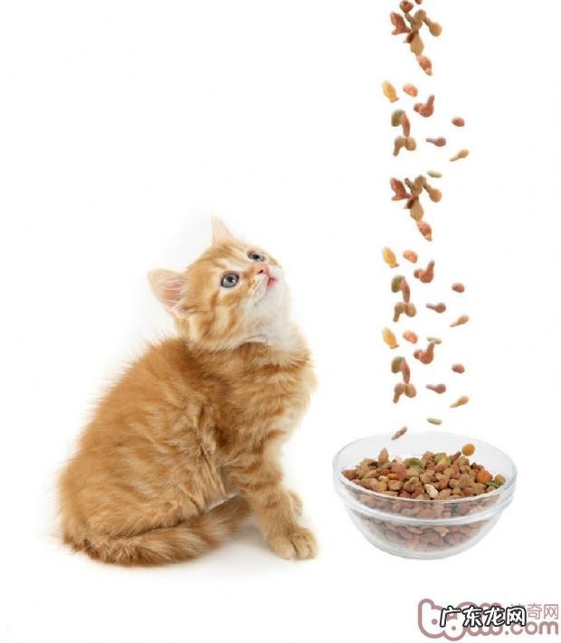 人类对猫咪的八个误解