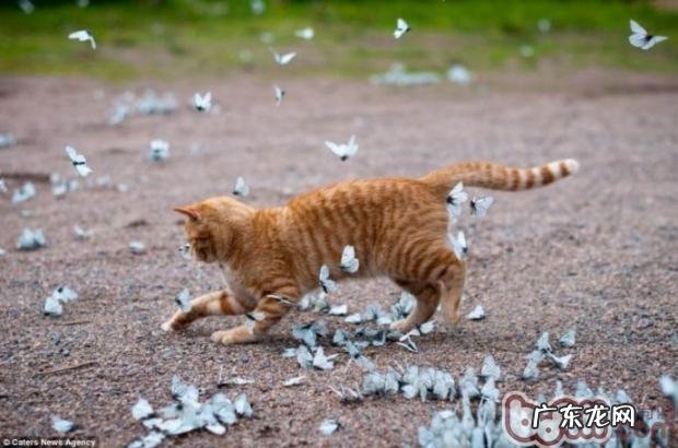 猫咪维护的五个注意事项