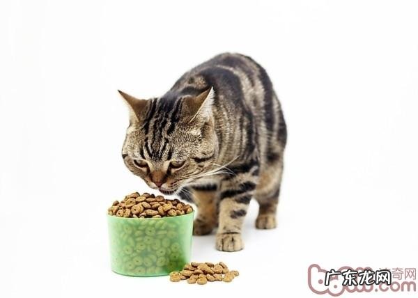 对猫咪有利的食物有哪些