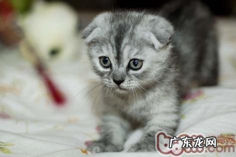介绍四种比较耐热的猫咪
