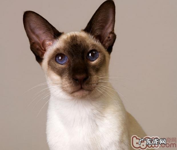 介绍四种比较耐热的猫咪