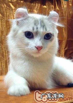 介绍四种比较耐热的猫咪