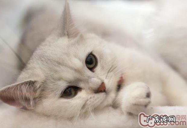 给猫咪挑选玩具的三个留意点