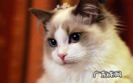 猫草与猫薄荷草的差异