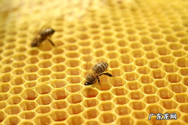 喝蜂蜜水有什么功效?功效明显吗?