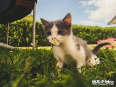 猫咪长癣要怎么处理？猫癣可以不zhi吗，猫癣不zhi会一直有吗？