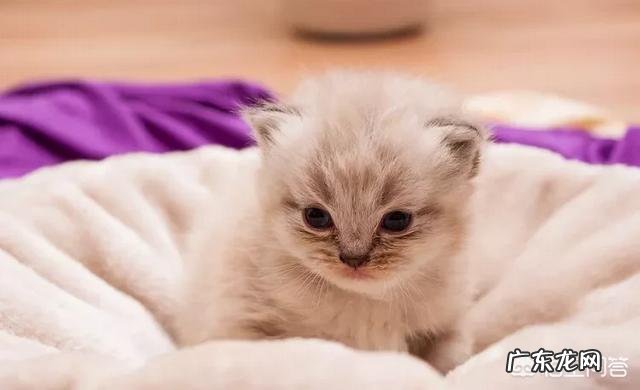 猫咪六个月大，体重5斤正常吗？