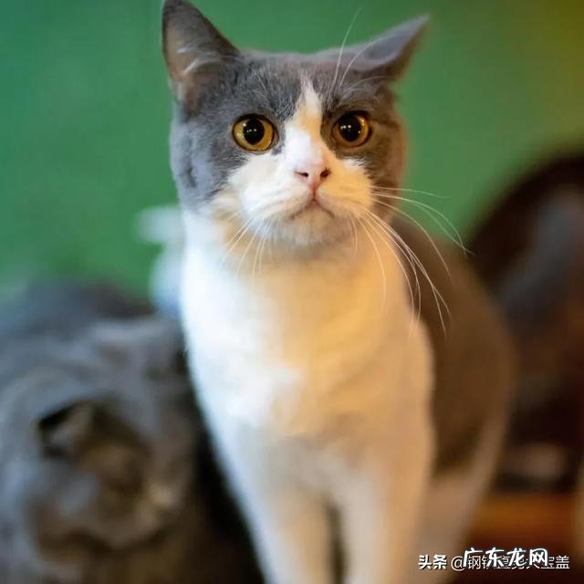 猫咪六个月大，体重5斤正常吗？