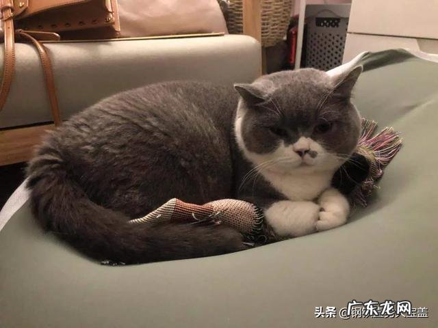 猫咪六个月大，体重5斤正常吗？