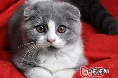 晚年猫咪怎样保养