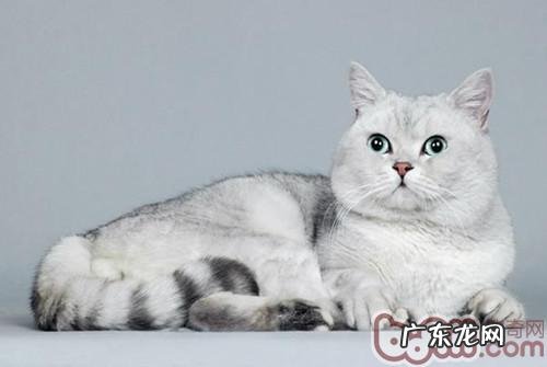 给宠物猫修毛有什么优点