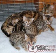 关于奥西猫的介绍