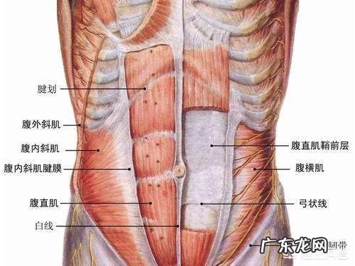 一天练习300次卷腹训练,持续2个月,能练出腹部肌肉吗?