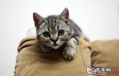 教你怎么克己猫爬架