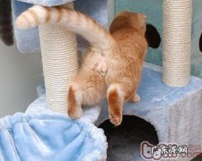 怎么选择合适你家猫的猫爬架