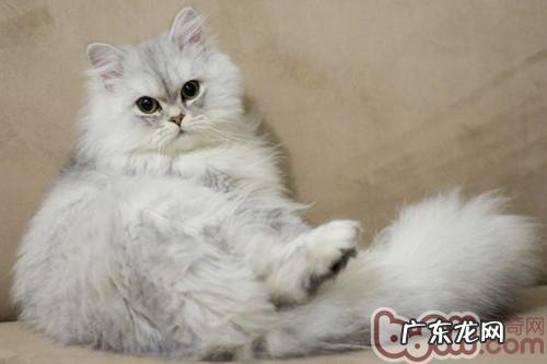 金吉拉猫的日常美容常识