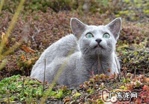 猫咪为什么不吃饭