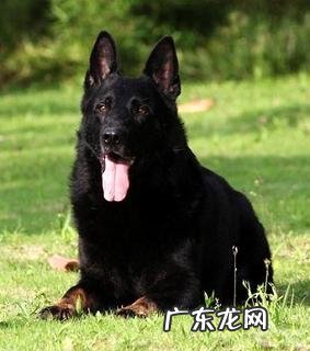 怎么练习东德牧羊犬