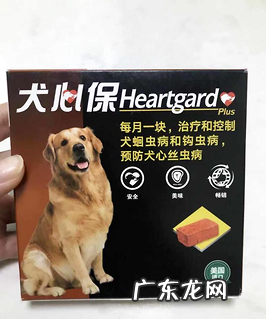 心丝虫可防可预?狗狗驱虫药选择要慎重