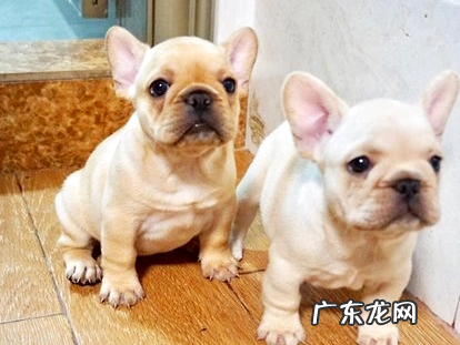 幼犬驱虫常识大科普 铲屎官必看