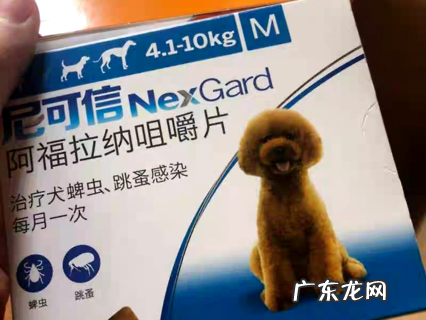 幼犬驱虫常识大科普 铲屎官必看