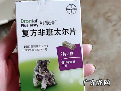 幼犬驱虫常识大科普 铲屎官必看