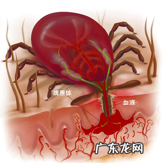 狗被蜱虫咬了怎么办？教你一个快速有用的方法