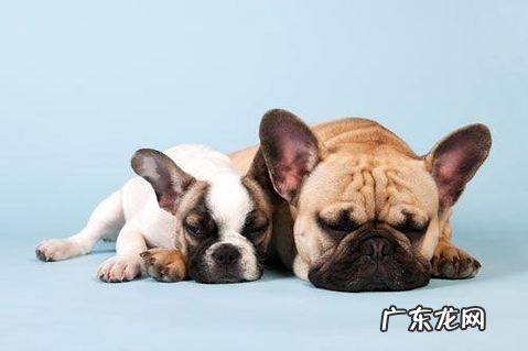 狗被蜱虫咬了怎么办？教你一个快速有用的方法