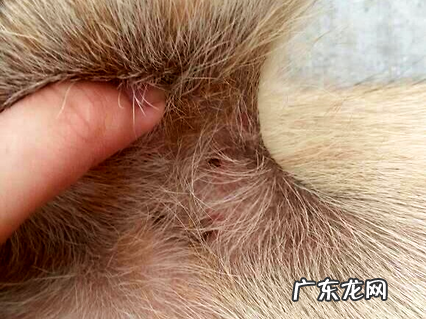 狗狗体外驱虫用贝卫多,真的靠谱吗?