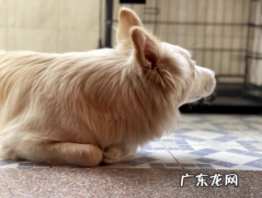 狗狗体外驱虫用贝卫多，真的靠谱吗？