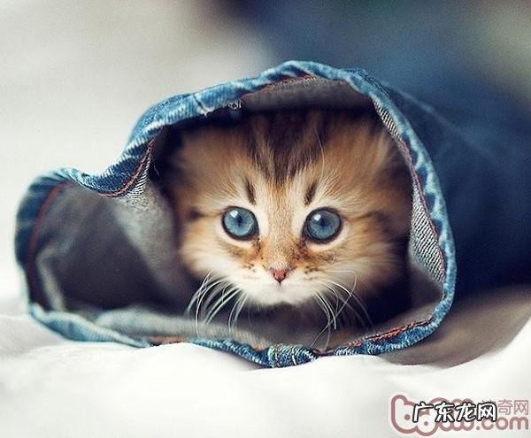 不是一切海鲜猫咪都可以吃