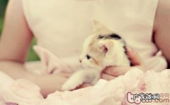 只吃猫粮的猫咪会不健康吗