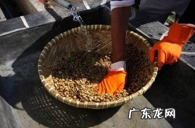 猫屎咖啡真是用猫屎做的吗