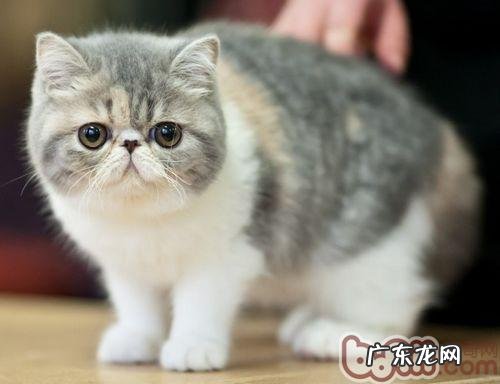 冬天养殖异国短毛猫要注意什么